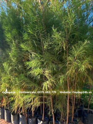 Phi Lao nguyên bầu, đường kính bầu khoảng 12cm