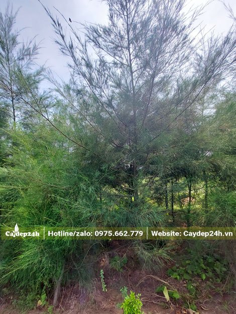 Vườn chuyên canh cây Phi Lao công trình, cao tầm 3 - 3,5m