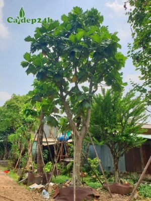 Cây Sa Ke công trình cao 4m, tán đẹp