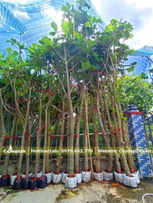 Xếp số lượng lớn cây Sa Kê đánh thẳng đã bọc bầu cẩn thận, có dàn đỡ chắc chắn