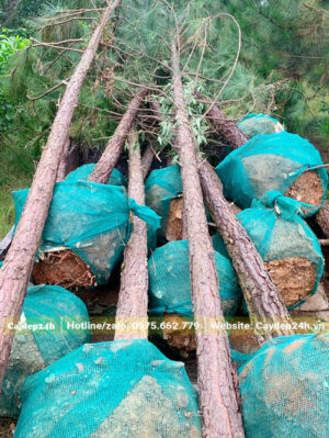 Cây có đường kính bầu lớn khoảng 40 - 45cm, đã bọc lưới cẩn thận