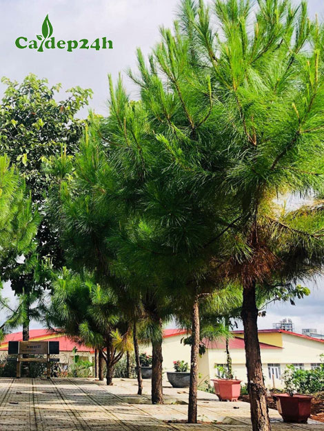 Hàng cây Thông Caribe cao 3 - 4m đã trồng lâu năm