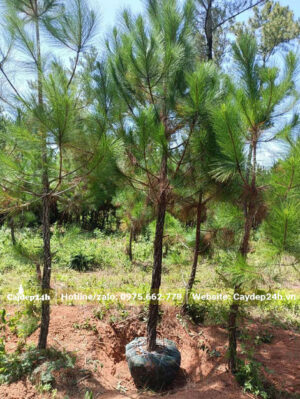 Bứng nóng cây thông ba lá cao 3m