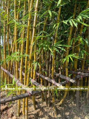 Vườn dưỡng cây Tre Ngà kích thước nhỏ