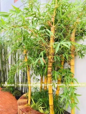 Khóm cây tre vàng trồng trong bồn đất trong khuôn viên biệt thự