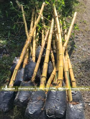 Tre Ngà đánh thẳng bọc bầu cẩn thận