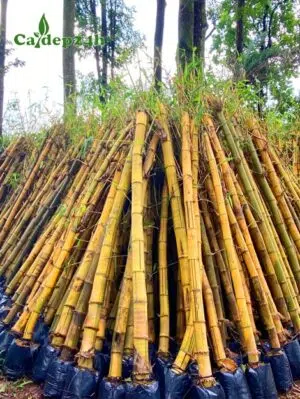 Cây Tre Vàng trồng công trình, đã dâm ủ kỹ, chiều cao 2m