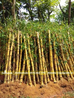 Cây Tre Vàng cao 1,8m, đường kính gốc 8cm