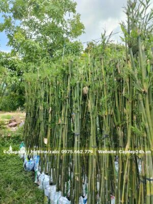 Chiều cao 2m, đk thân 1cm, mỗi bịch chứa 7 - 10 trúc cần câu