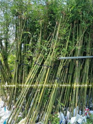 Trúc Câu Cá chiều cao khoảng 3m, đk thân 1 - 1,5cm