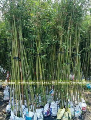 Cây Trúc Câu Cá xanh đẹp, chiều cao 3m