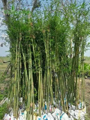 Cây Trúc Cần Câu dáng thẳng đẹp, màu sắc xanh tươi