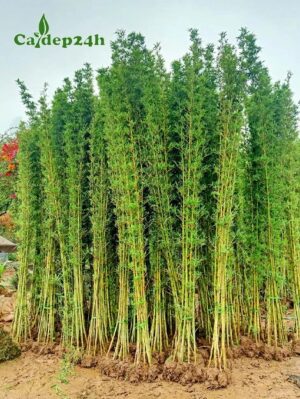Cây Trúc Quân Tử trồng công trình đẹp, thân cao khoảng 3m
