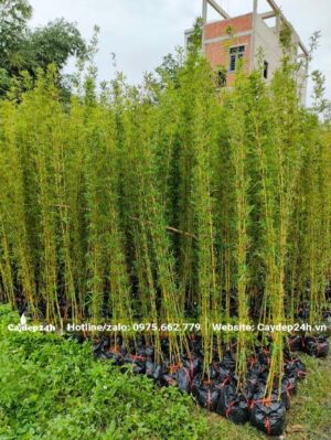 Cây cao 2m5, đã dưỡng thời gian dài trong bầu