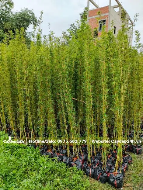Cây cao 2m5, đã dưỡng thời gian dài trong bầu