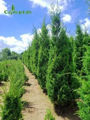 Vườn Tùng Tháp chất lượng, có đủ từ cây giống đến cây lâu năm