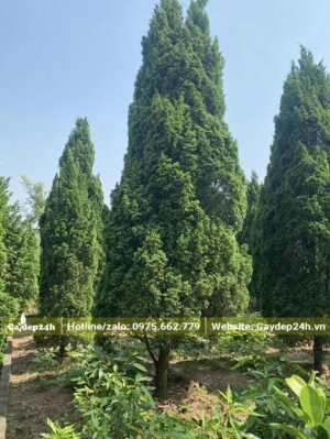 Cây Tùng Tháp công trình kích thước lớn, chiều cao khoảng 4 - 5m