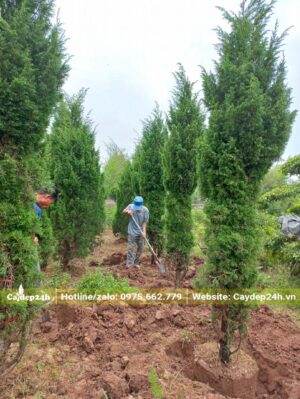 Bó gọn cành lá cây TÙng Tháp giúp việc đánh bầu dễ dàng hơn