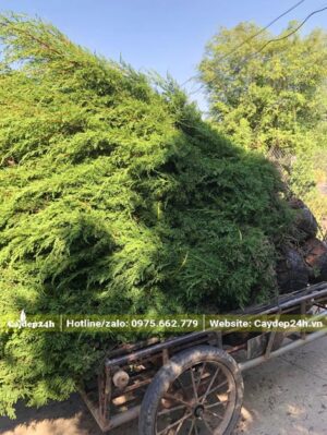 Hàng chục cây Tùng Tháp nhỏ đang để trên xe kéo