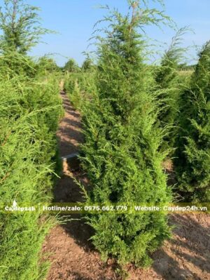Cây giống Tùng Tháp cao 1m, đã hình thành bộ tán đẹp