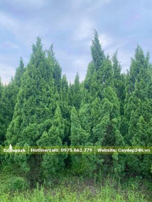 Vườn Tùng Tháp lâu năm được trồng với mật độ dày