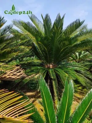 Cây Vạn Tuế lâu năm tại vườn trồng, lộ thân khoảng 50cm, tán lá dày tỏa tròn đẹp