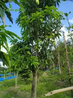 Xoài công trình tuyển chọn, đk gốc 15cm, đang ra quả