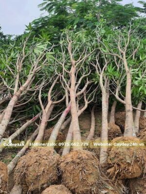 Xoài công trình đánh thẳng