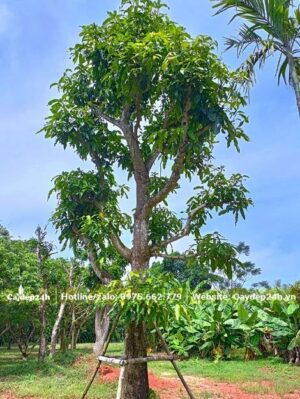 Cây Xoài mới trồng, đóng cọc đỡ chắc chắn