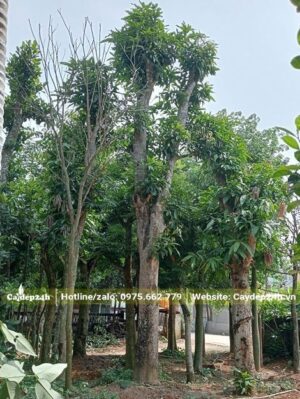 Cây Xoài cổ thụ, cao 5m