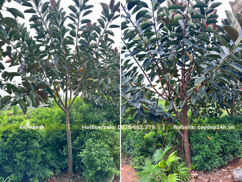 Cây đang kiến thiết cành tán cơ bản, chiều cao 3 - 4m