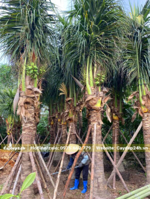 Công nhân đang chăm sóc, bón phân cho cây dừa dâm ủ
