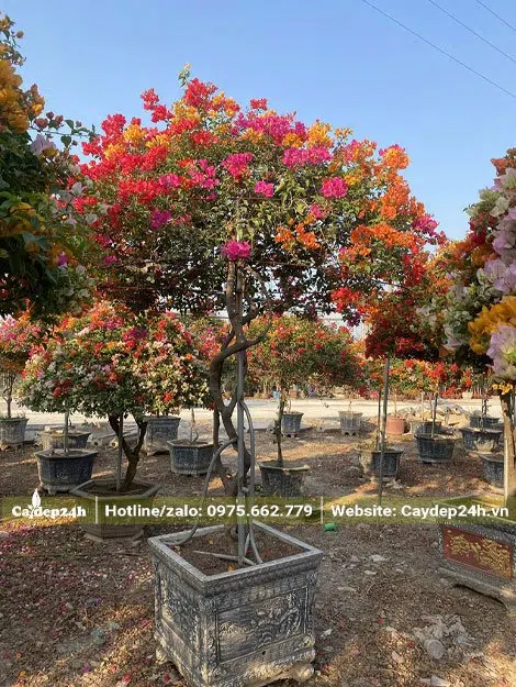 Hoa Giấy đk gốc 3 - 4cm, thoát thân khoảng 60 - 80cm