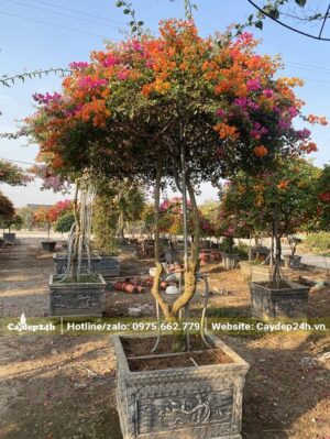 Cây trồng chậu lớn, đường kính bầu khoảng 50 - 55cm