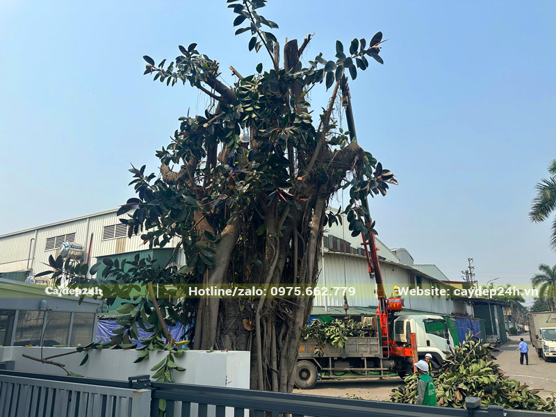 Trồng cây Đa Búp Đỏ cổ thụ đường kính gốc 2m