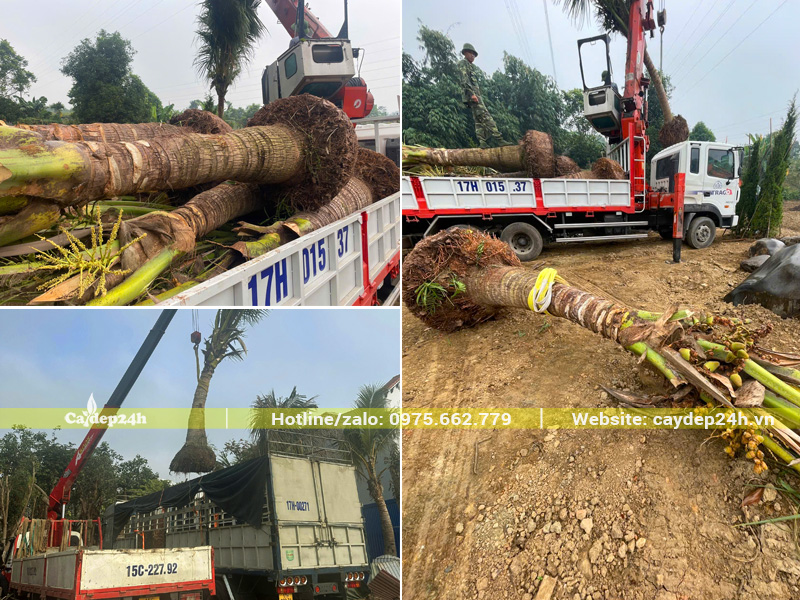 Quá trình cẩu hạ và thi công trồng cây dừa công trình tại Uông Bí, Quảng Ninh