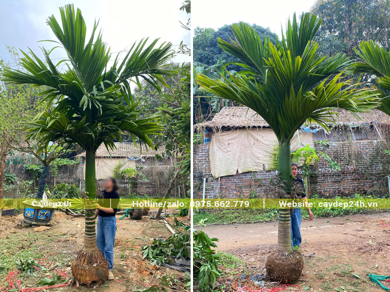 Cây lóng cao 1m, hàng tuyển sẵn buồng hoa