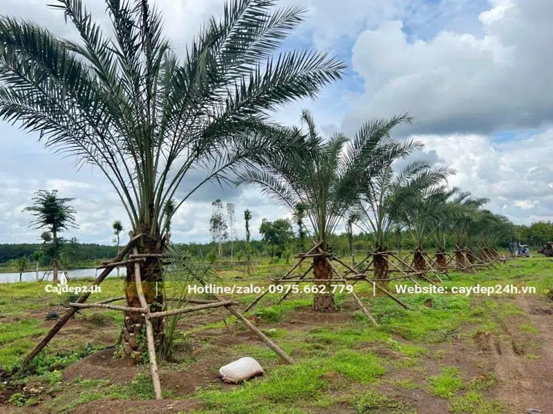 Hàng cây Chà Là lóng cao 1m được đỡ cố định bằng cọc 4 chân