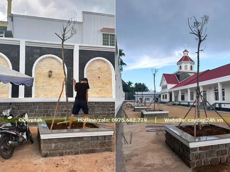 Công nhân đang điều chỉnh cọc chống cho cây Lim Xẹt trồng trong bồn đất