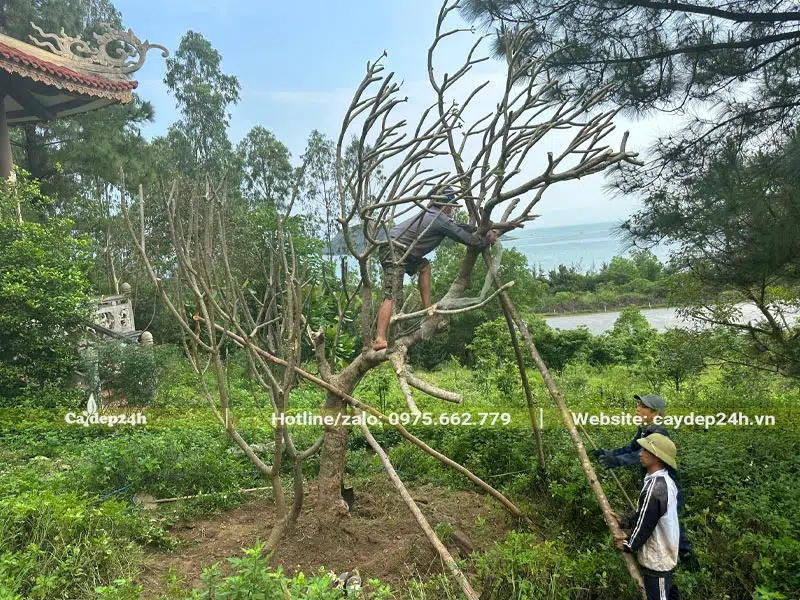 Dựng cọc chéo chống cành thân của cây Đại cổ thự