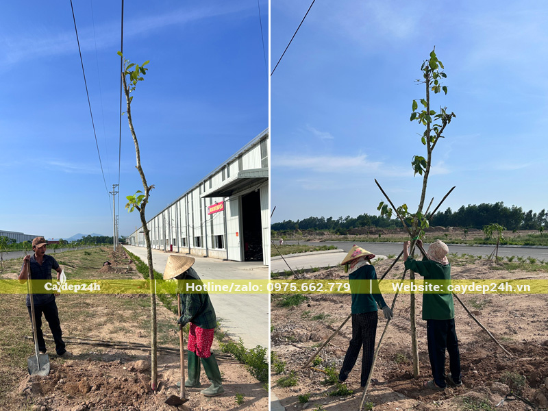 Thi công trồng và dựng cọc chống cây bằng lăng đường kính gốc 8cm