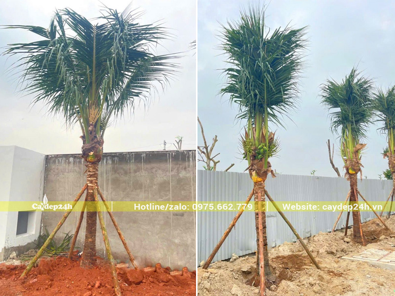 Chống cọc cho hàng cây dừa mới trồng
