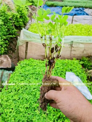 Cây Cỏ Lạc trưởng thành cao khoảng 20cm