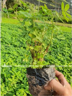 Khóm cây Cỏ Lạc được nhân giống bằng cách giâm cành