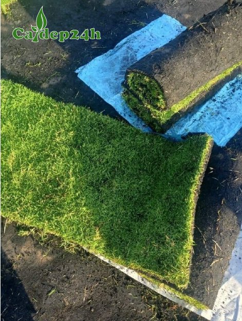 Thảm cỏ Nhung Nhật kích thước 30x80cm