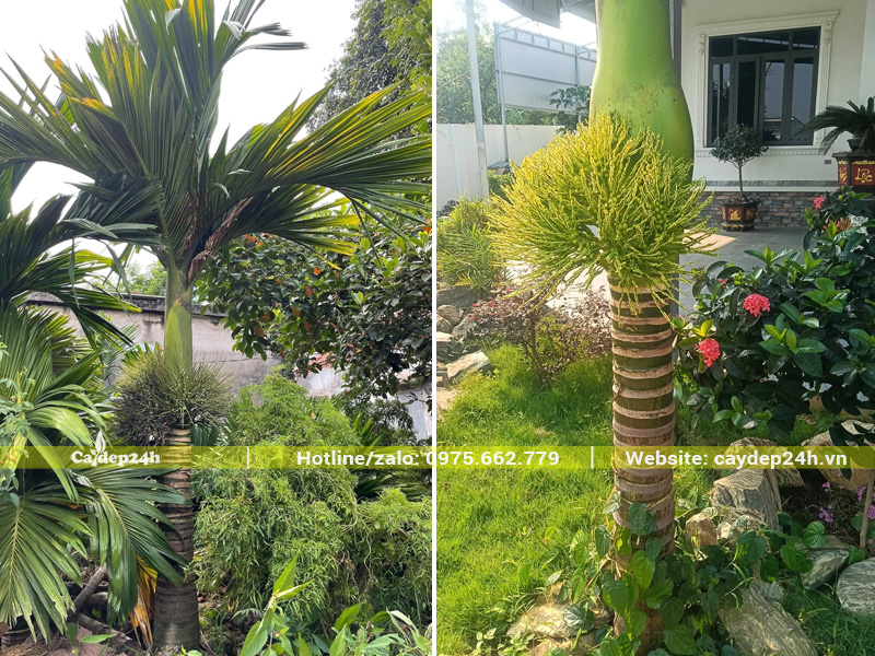 Cây cau lùn đẹp trồng trang trí sân vườn