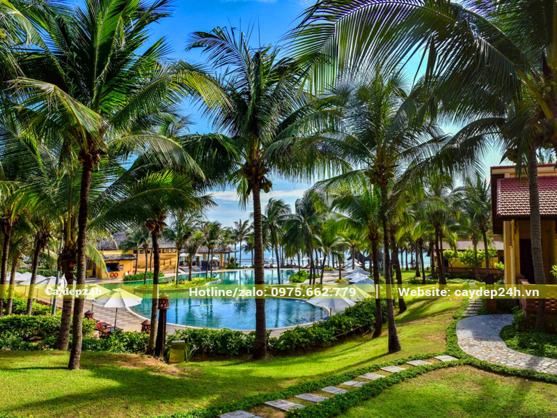 Trồng cây dừa công trình trong khuôn viên khu resort cao cấp tại Phú Quốc