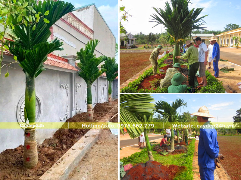 Thi công trồng cây cau lùn cho sân vườn biệt thự, khuôn viên trụ sở cơ quan