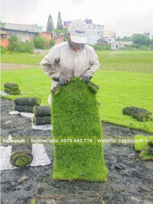 Công nhân đang cuộn thảm cỏ nhung nhật tại vườn