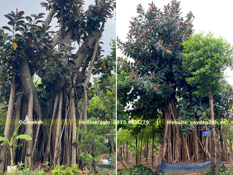 Đa Búp Đỏ đại thụ, đã dưỡng ủ kỹ, cao 6 - 7m